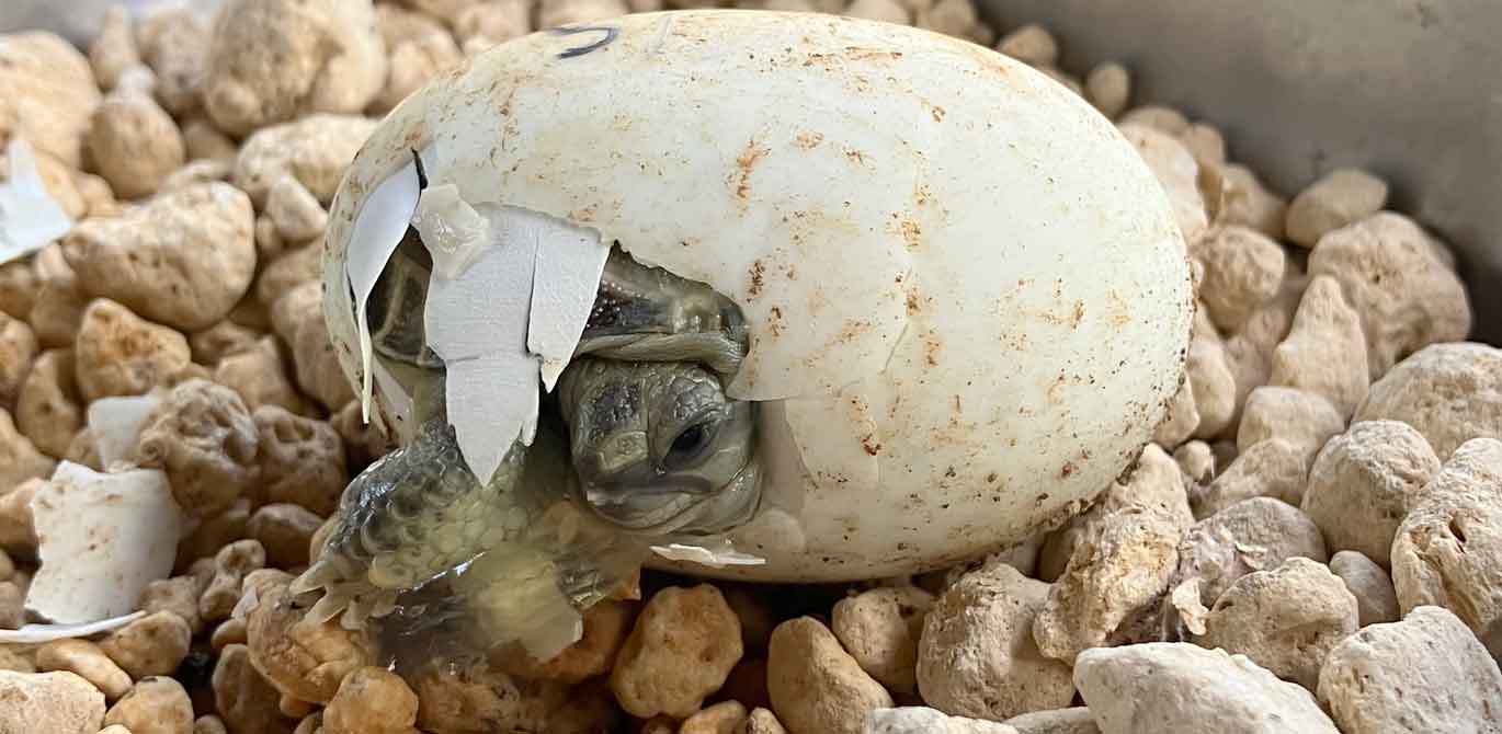 カメウサ孵化